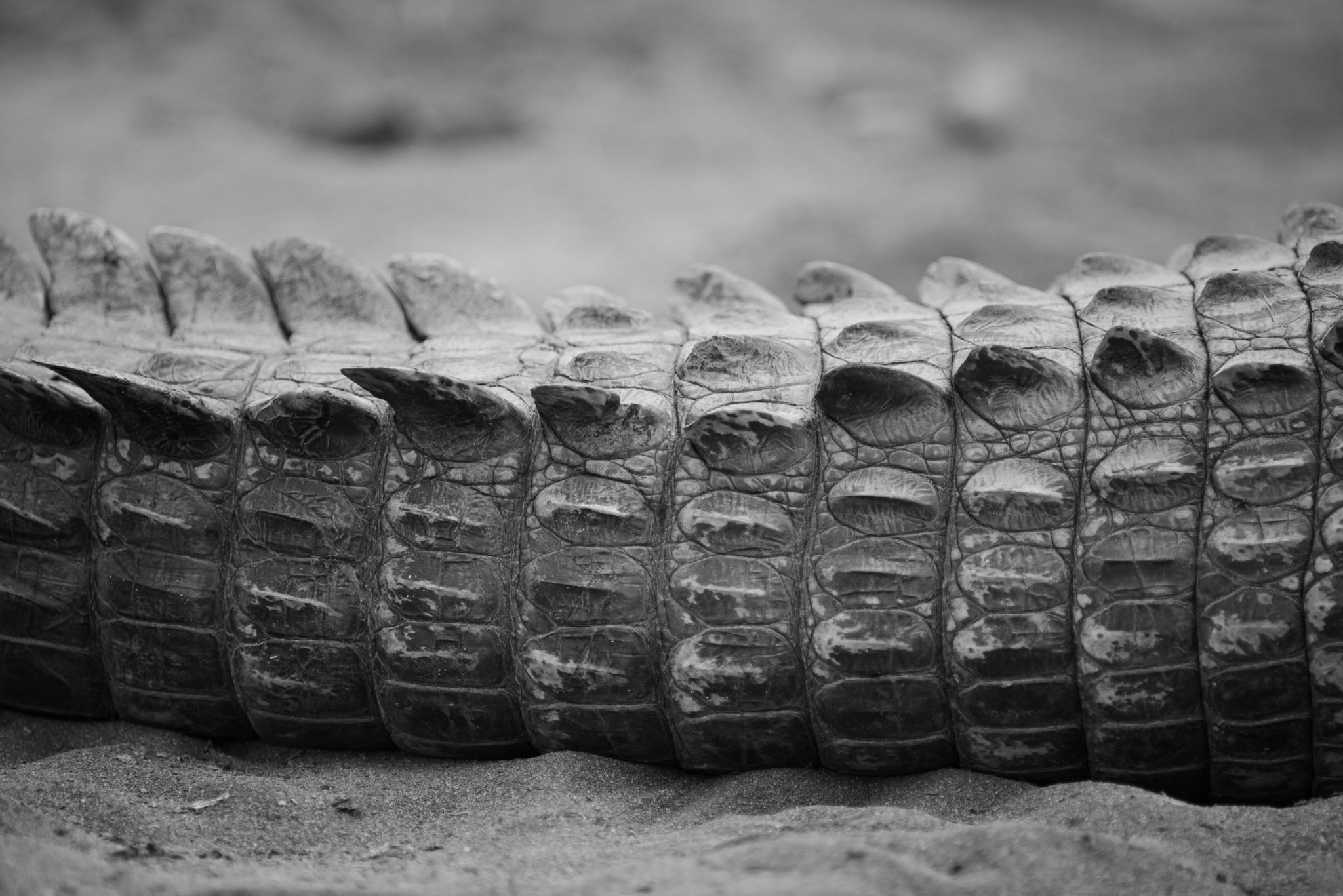 Black and white crocodile tail scales texture
