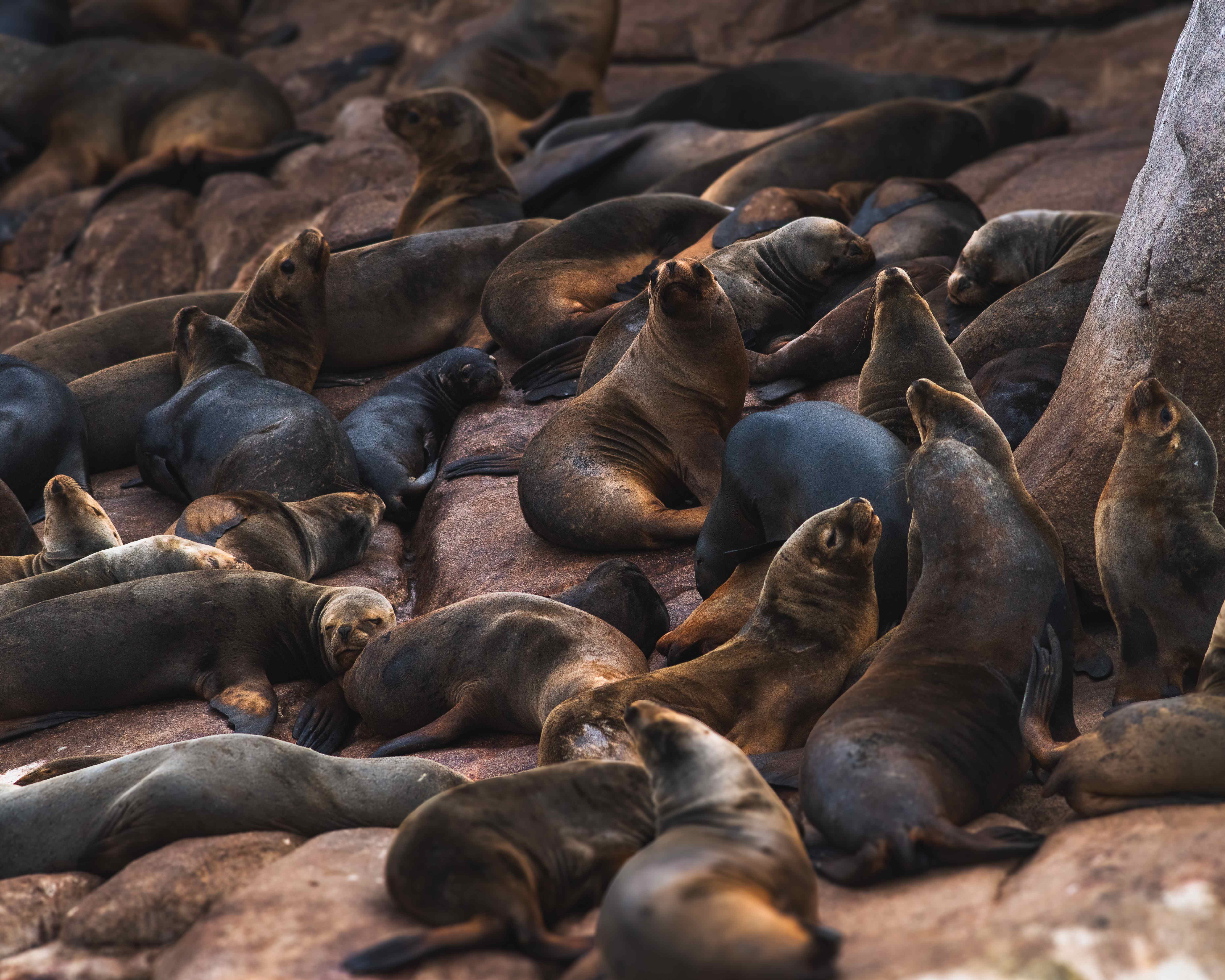 Colony of sea lions resting on coastal rocks