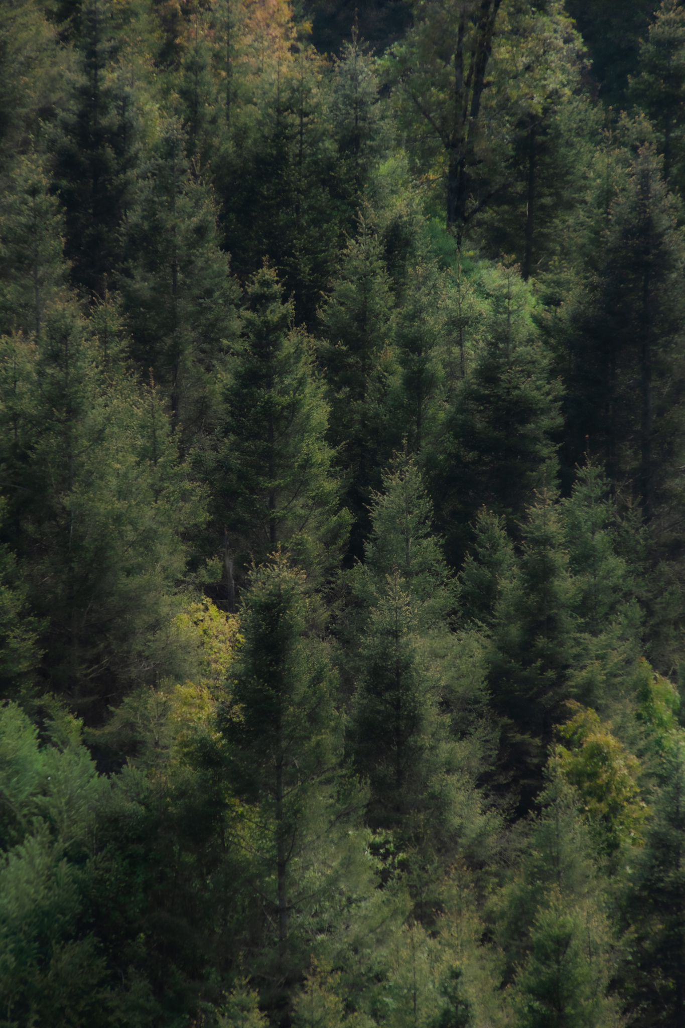 Dense forest with layered green trees