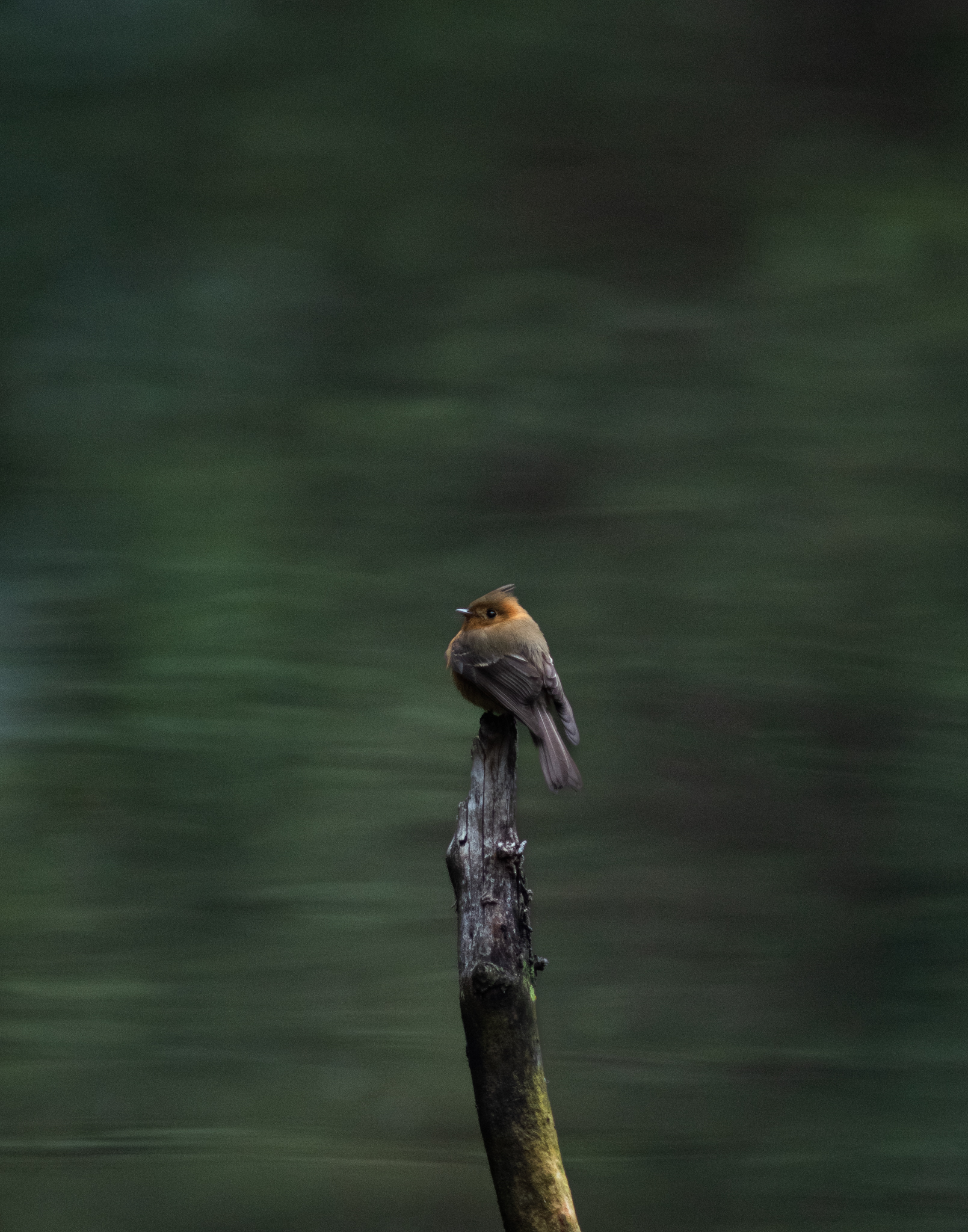 Solitude