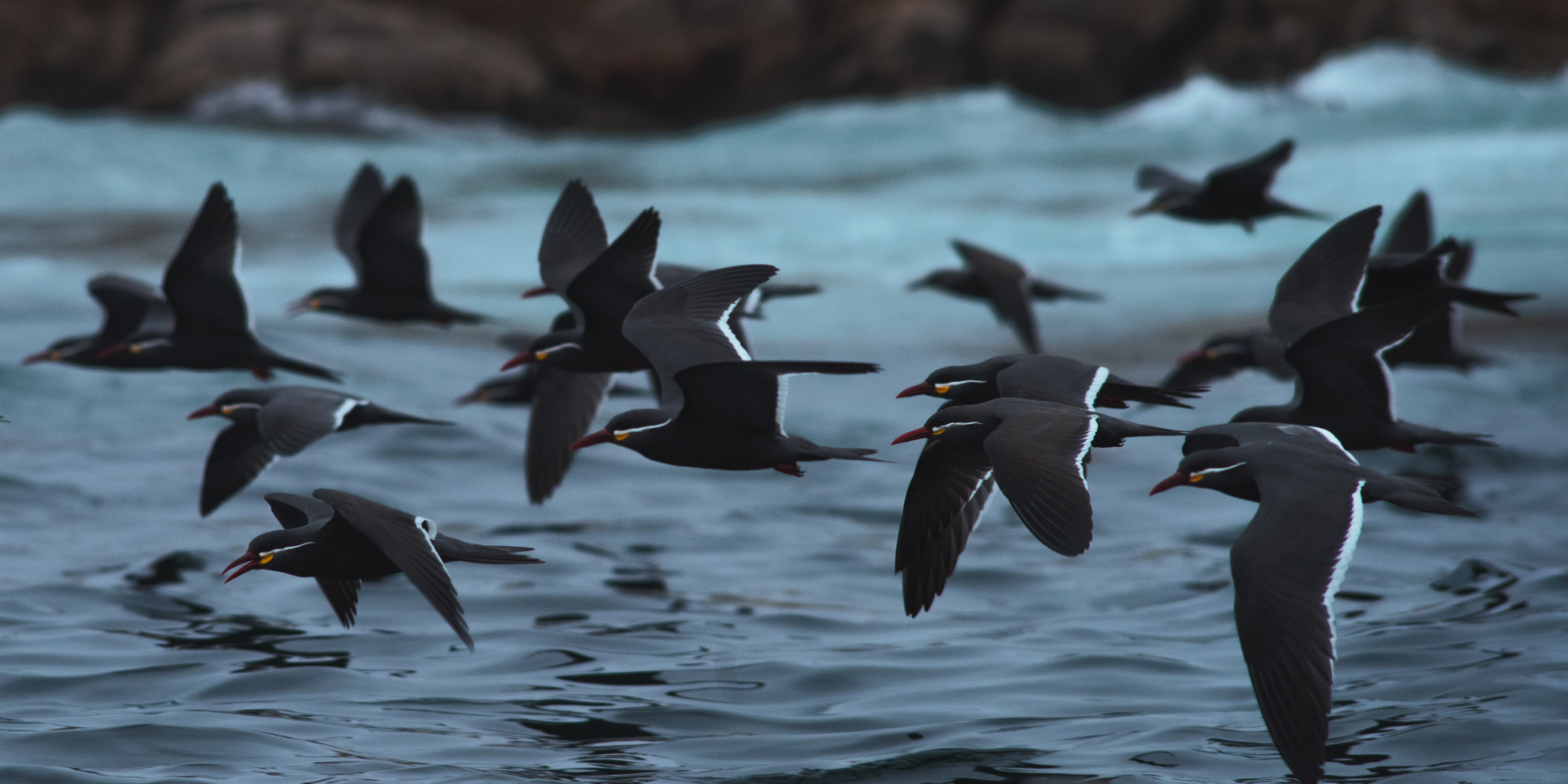 Elegance in Flight