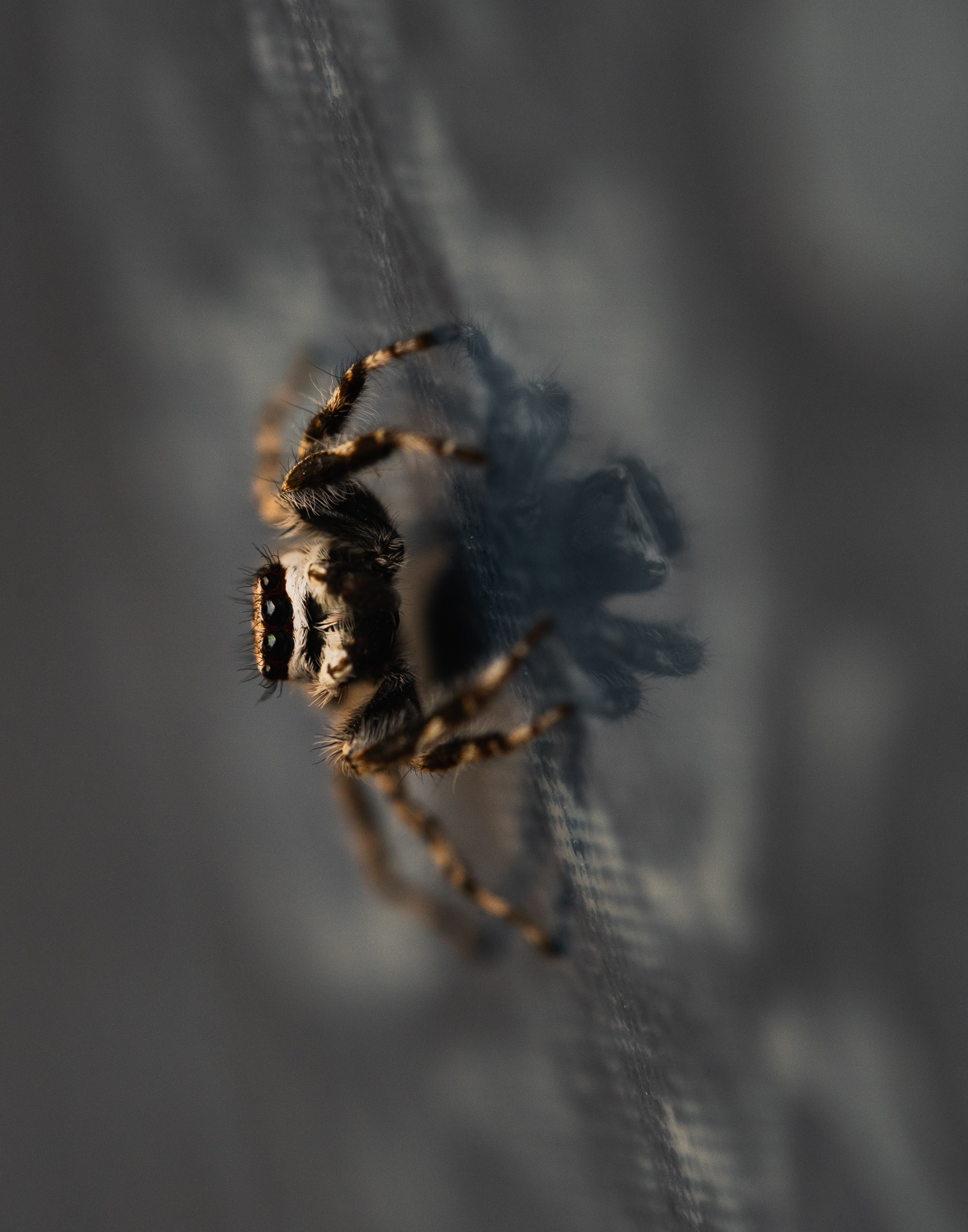 Small spider on a surface